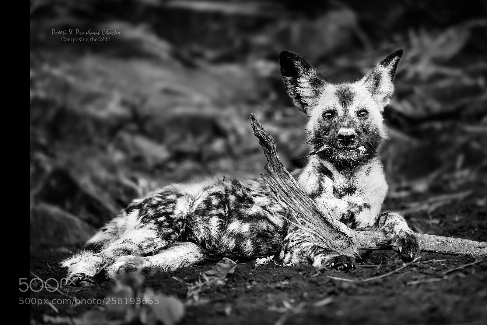 Nikon D610 sample photo. Dog and stick photography