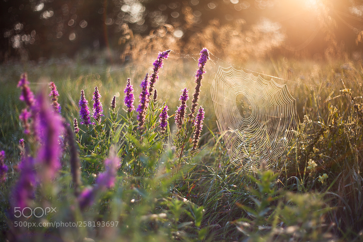 Canon EOS 5D Mark II sample photo. Warm morning photography