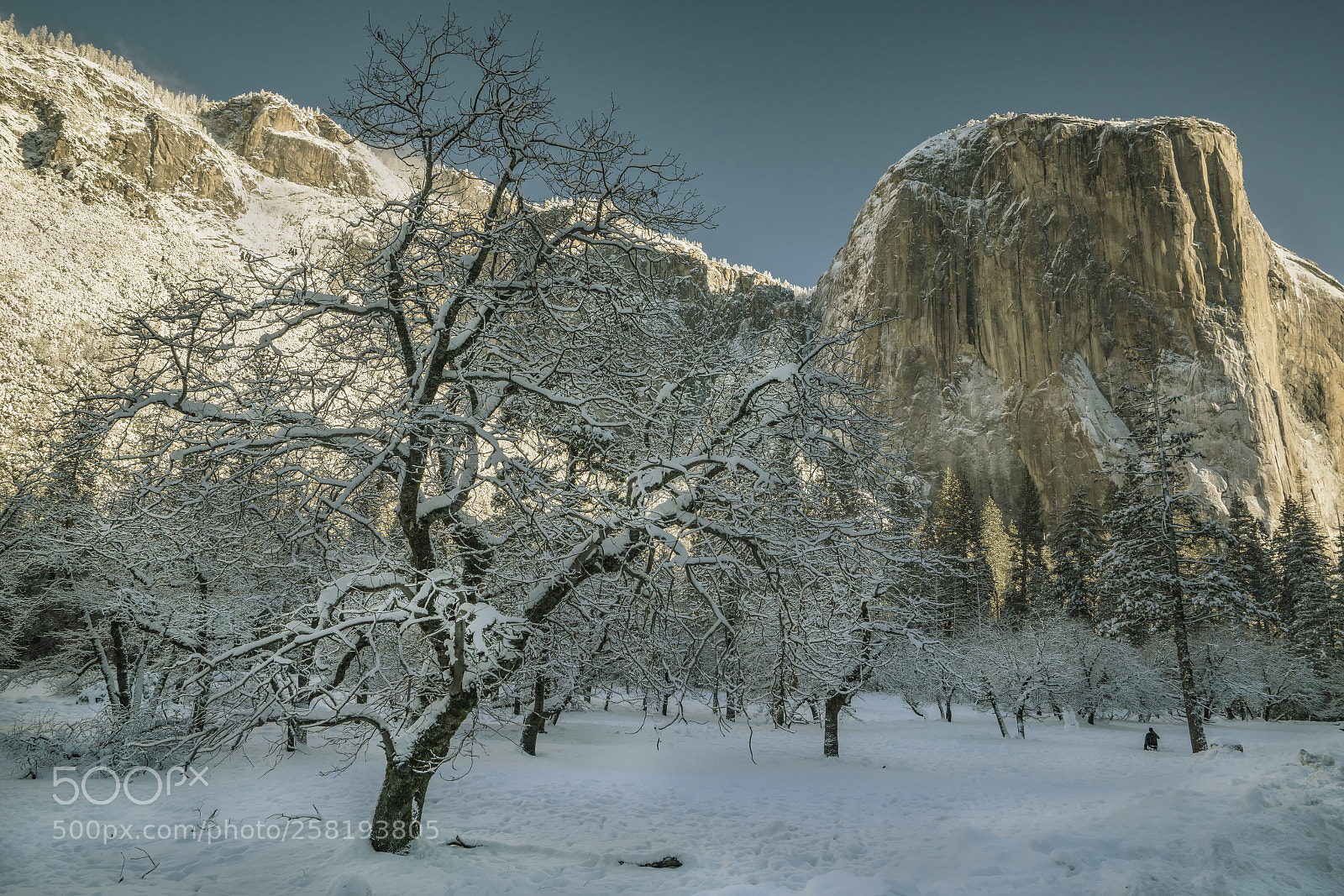 Sony a7R II sample photo. Snow -covered winter yosemite 2018. photography