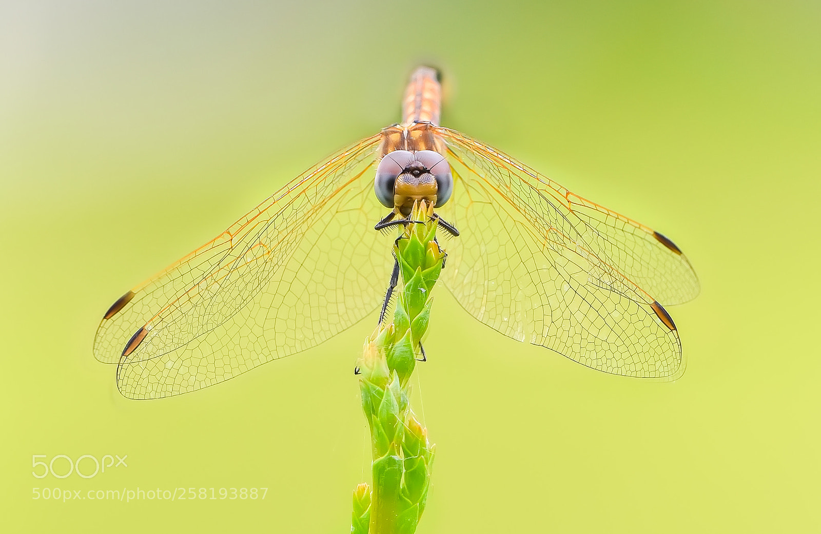 Nikon D750 sample photo. Dragonfly photography
