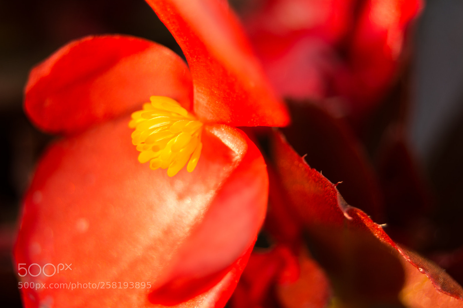 Nikon D5200 sample photo. Begonia photography