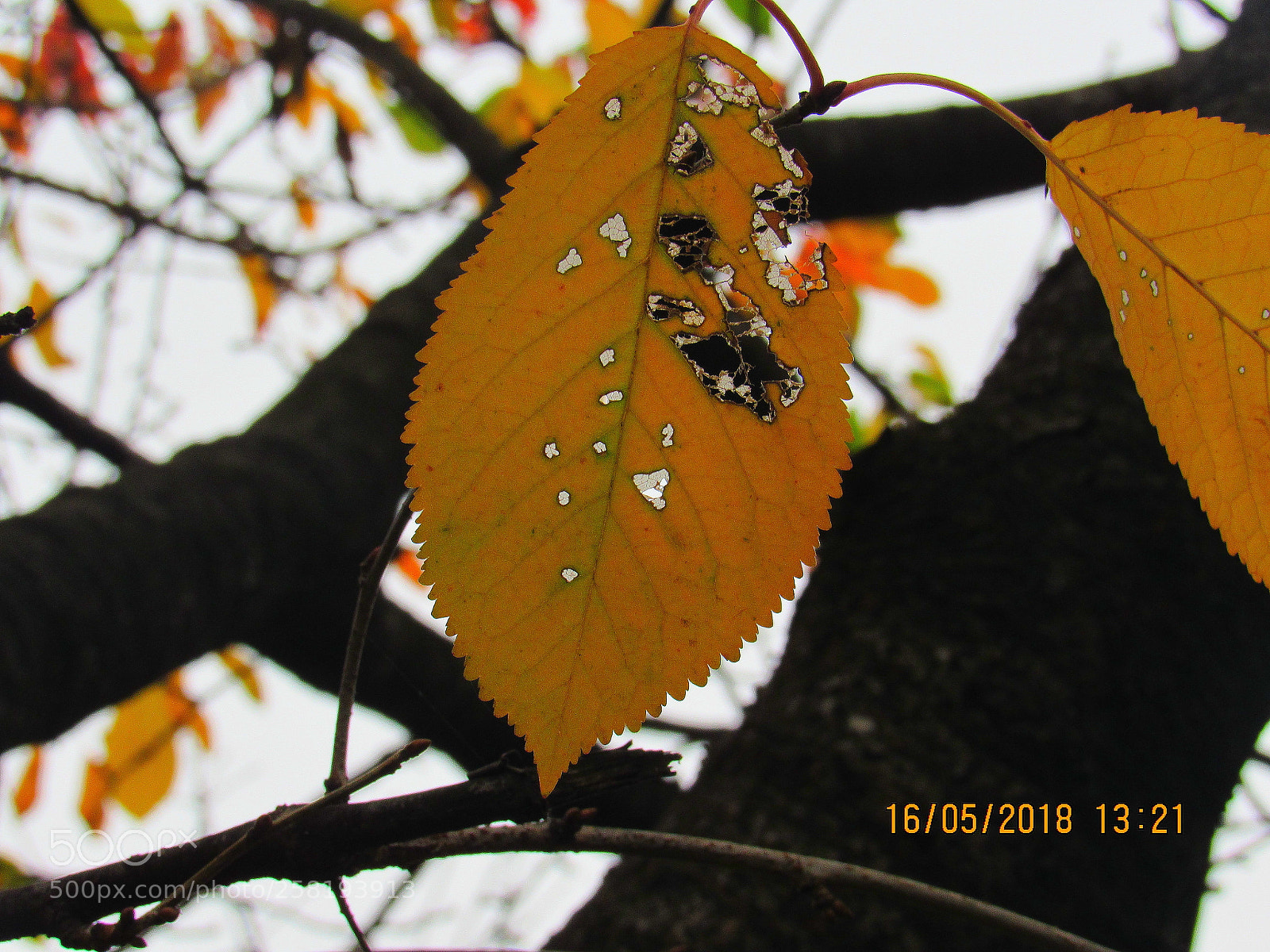 Canon PowerShot SX530 HS sample photo. Img photography