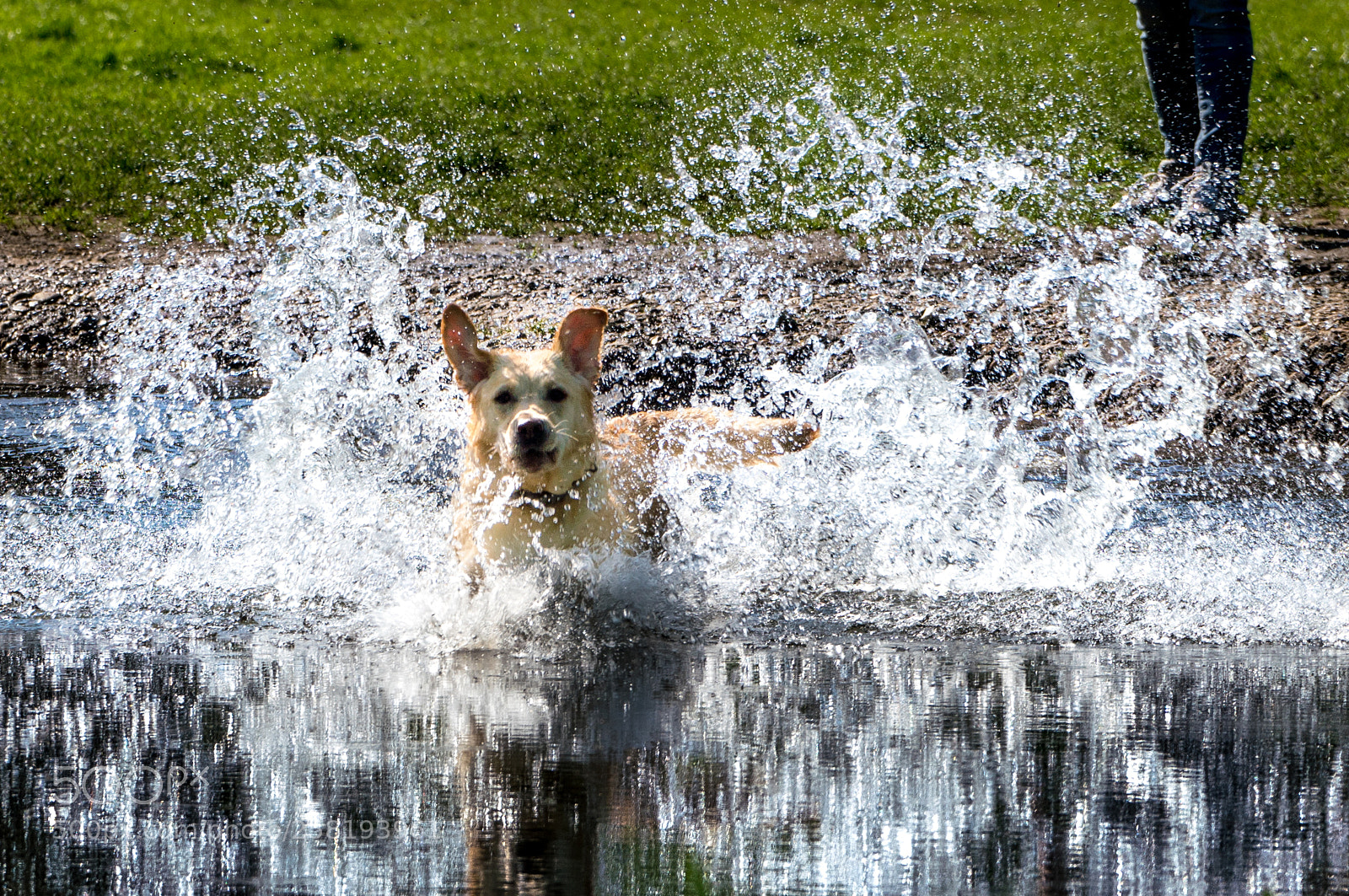 Sony a7R III sample photo. Lola splash photography