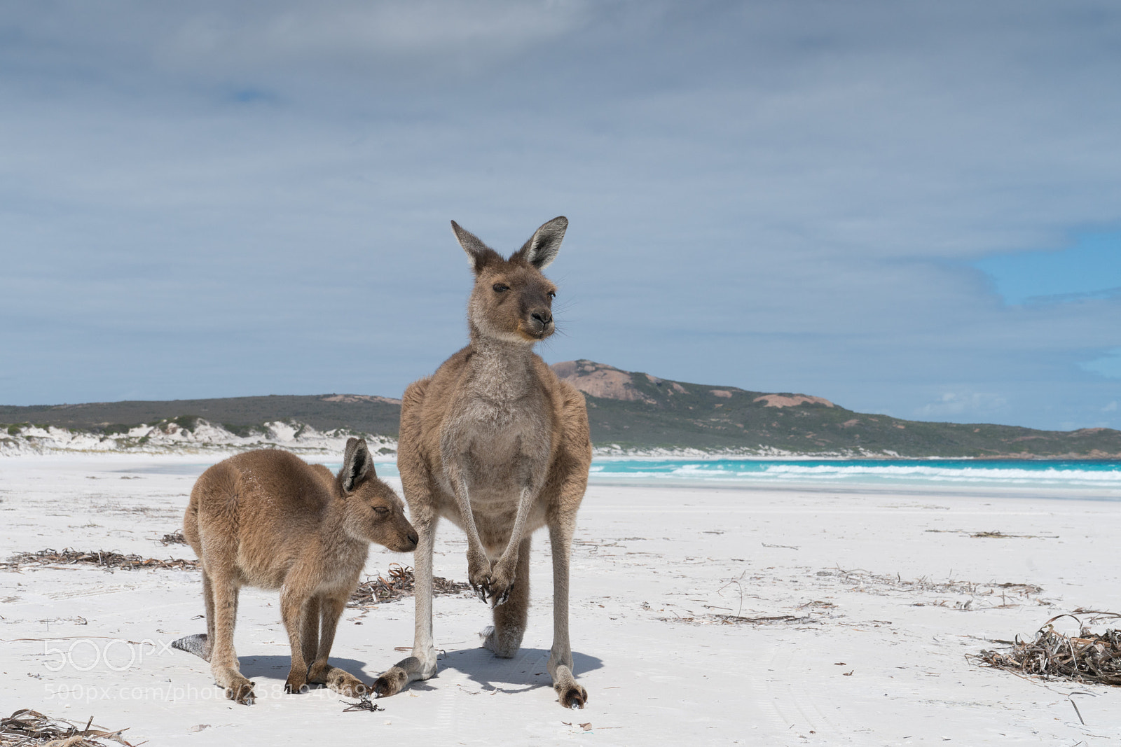 Sony a7R II sample photo. Cape le grand national photography