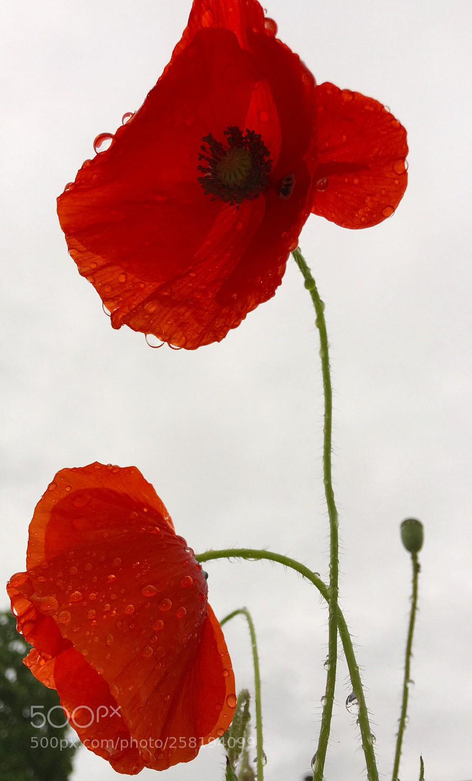 Apple iPhone 6s Plus sample photo. Poppy photography