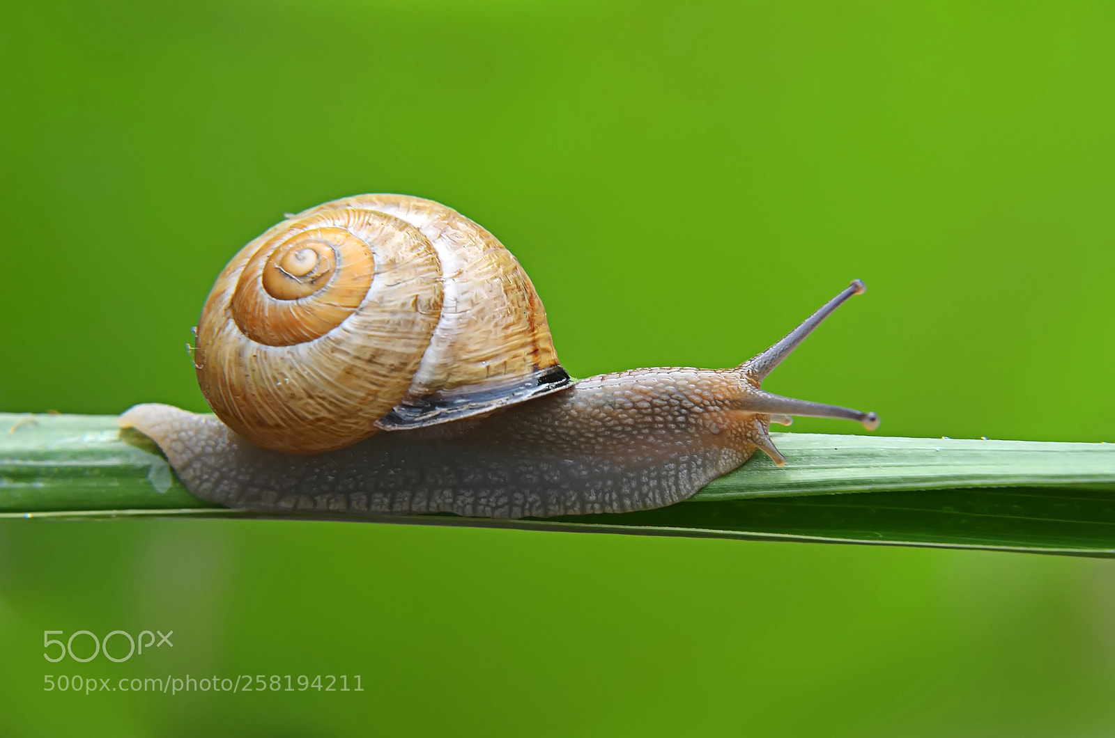 Nikon D7000 sample photo. Macro photography