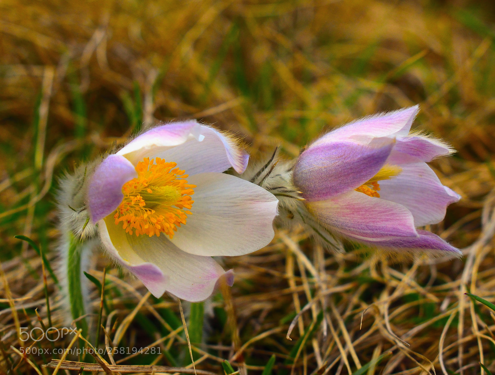 Nikon D3300 sample photo. Pulsatilla vernalis photography