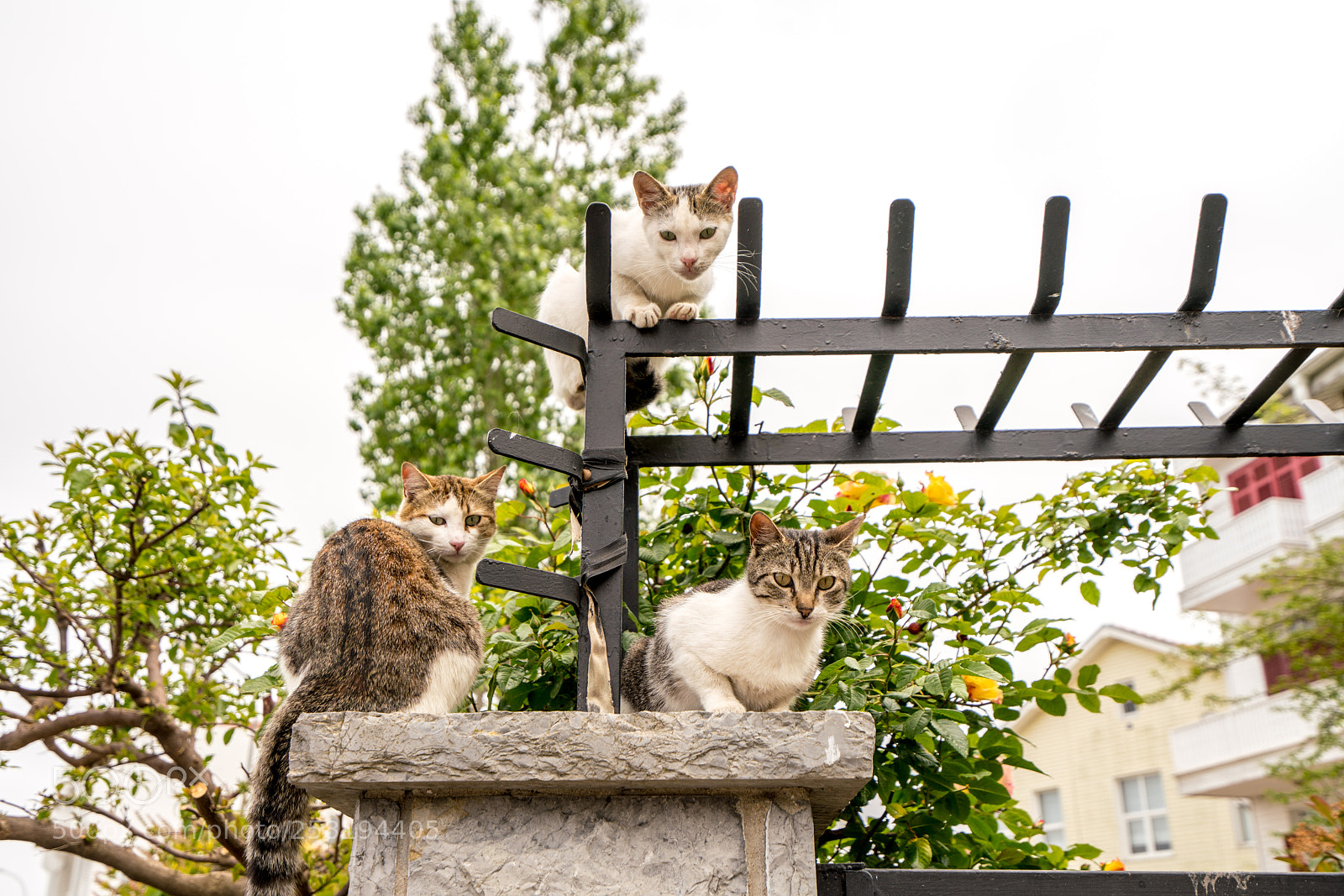 Sony a7R III sample photo. Cats photography