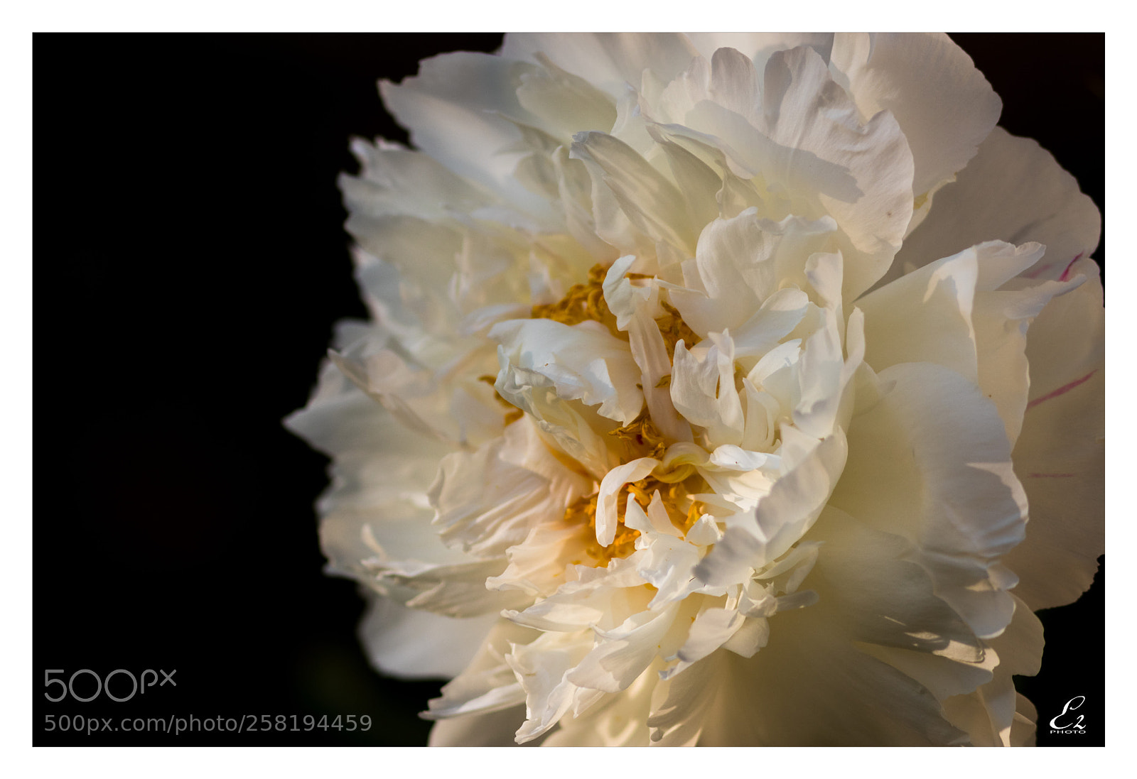 Canon EOS 80D sample photo. Peony photography