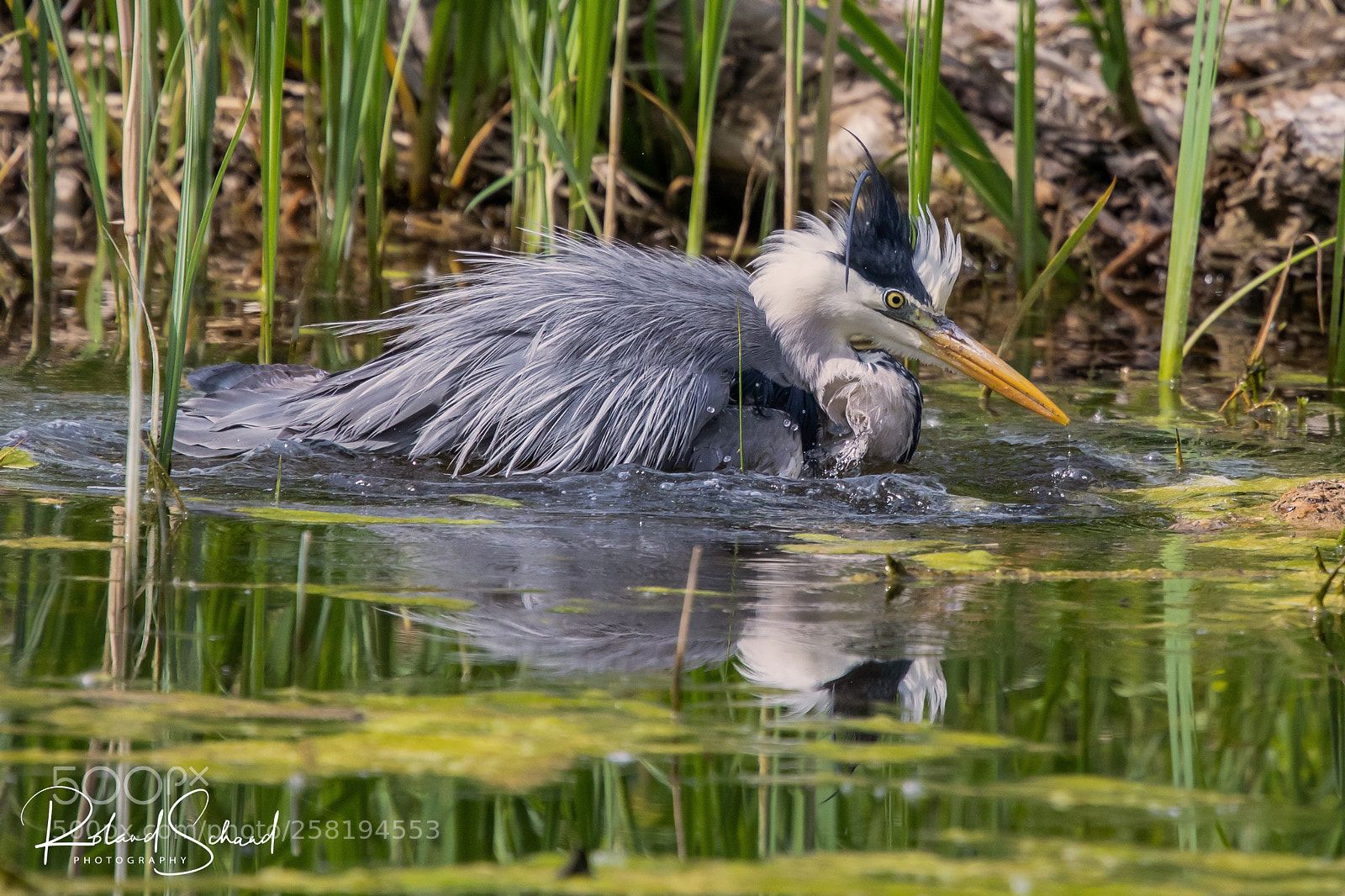 Canon EOS 5D Mark IV sample photo. Gray heron bathing photography