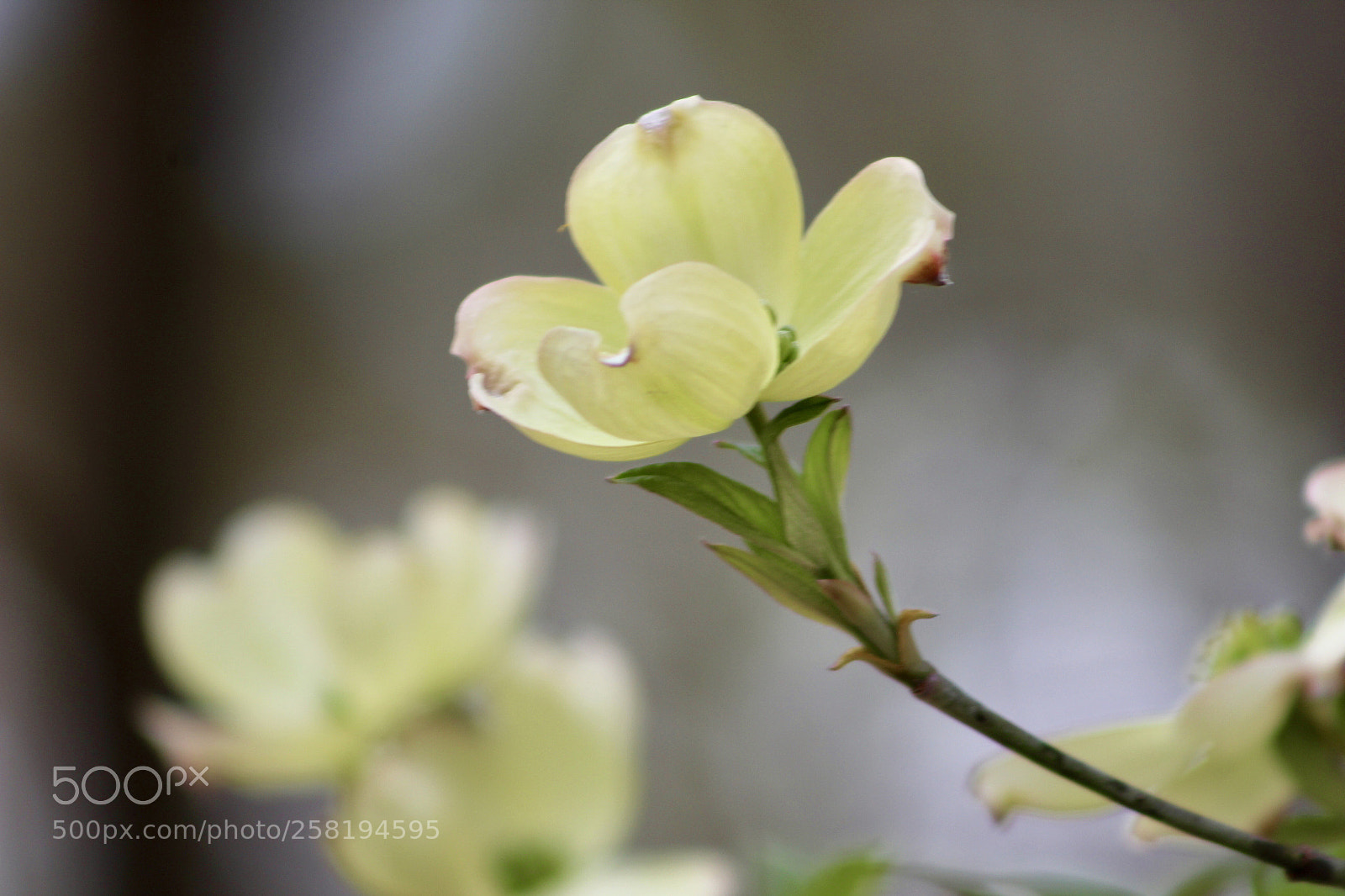 Canon EOS 1200D (EOS Rebel T5 / EOS Kiss X70 / EOS Hi) sample photo. Dogwood bloom photography