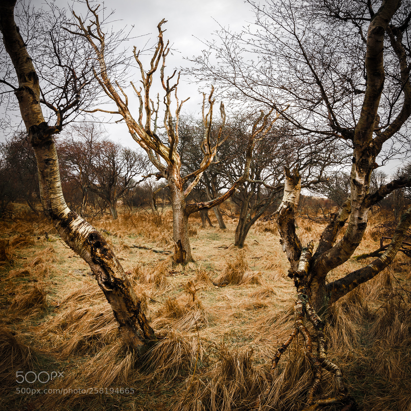 Nikon D5100 sample photo. Skeleton photography