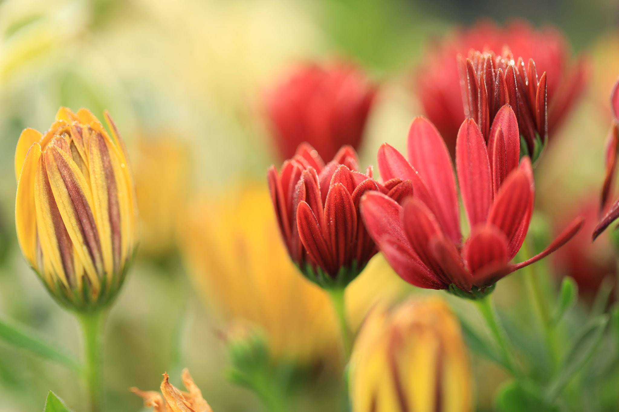 Canon EF 100mm F2.8L Macro IS USM sample photo. Dimorphotheca photography