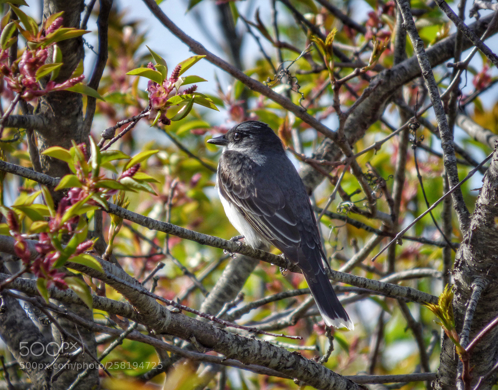 Panasonic Lumix DMC-FZ70 sample photo. Eastern kingbird photography