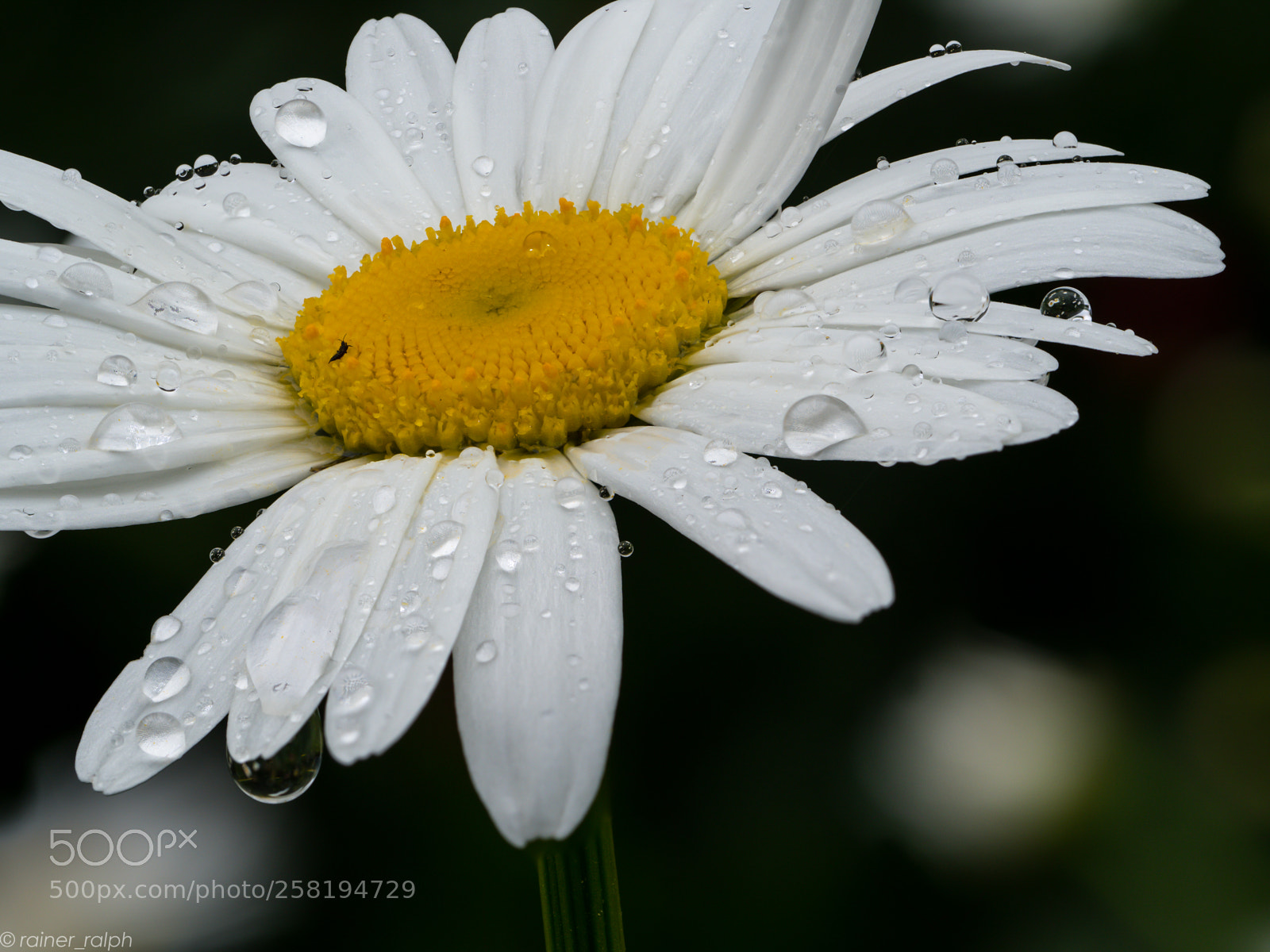 Olympus OM-D E-M1 Mark II sample photo. Leucanthemum vulgare photography