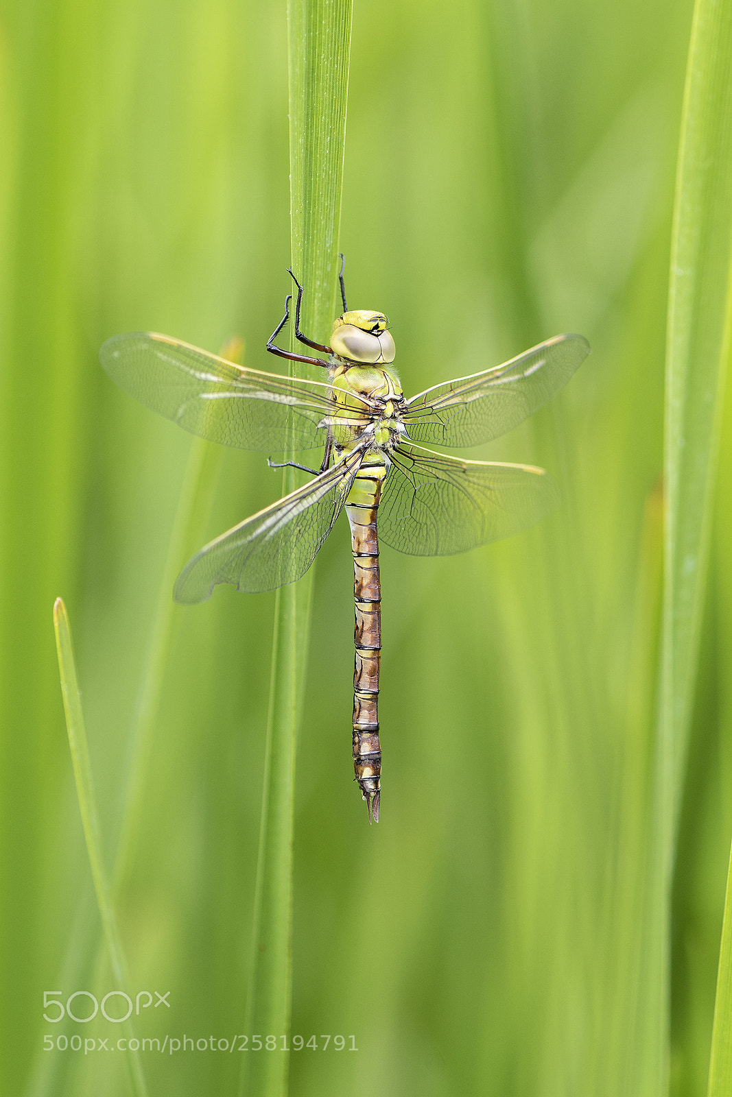 Nikon D810 sample photo. First dragonfly of the photography