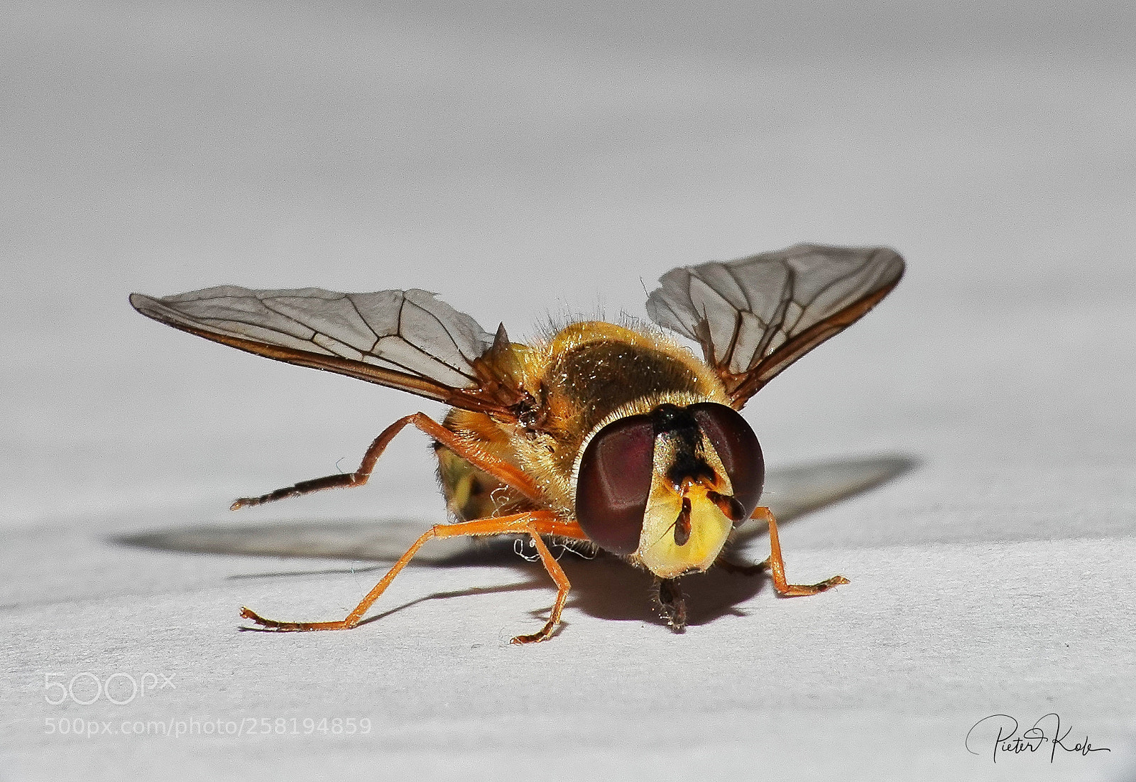Sony Cyber-shot DSC-RX10 IV sample photo. Wasp closeup photography
