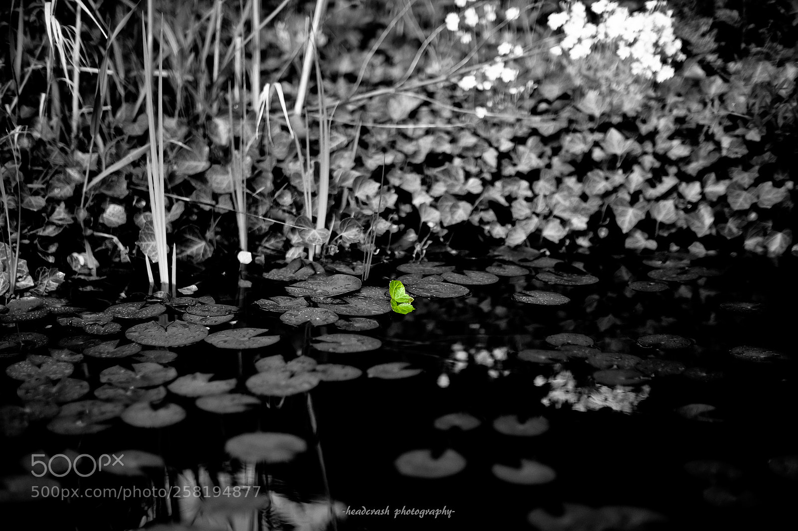Fujifilm X-E2 sample photo. Think green photography