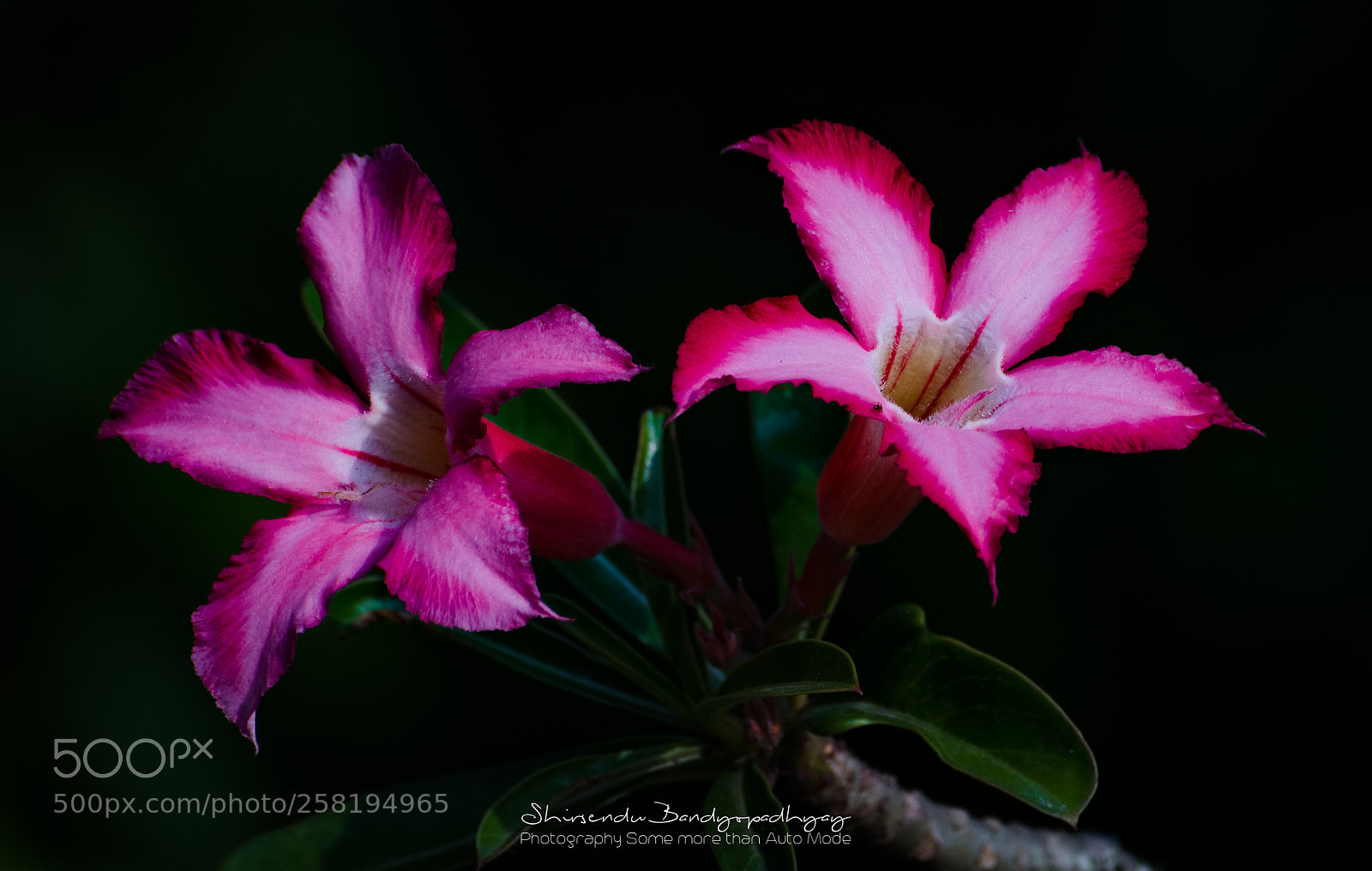 Nikon D5100 sample photo. Pink siblings photography
