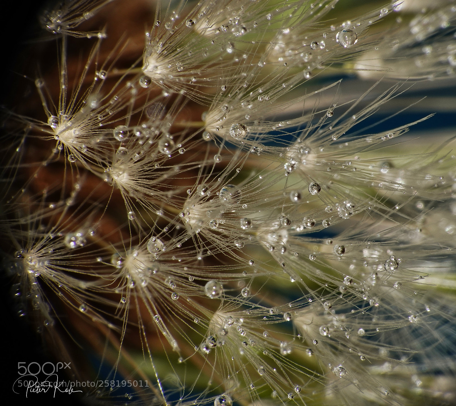 Sony Cyber-shot DSC-RX10 IV sample photo. Flower closeup photography