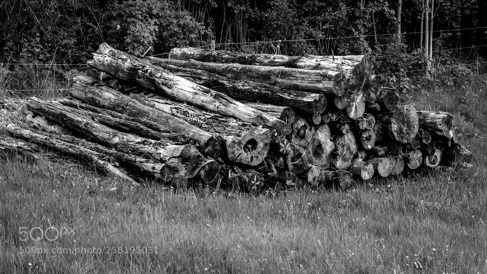 Sony SLT-A55 (SLT-A55V) sample photo. Tree trunks on meadow photography