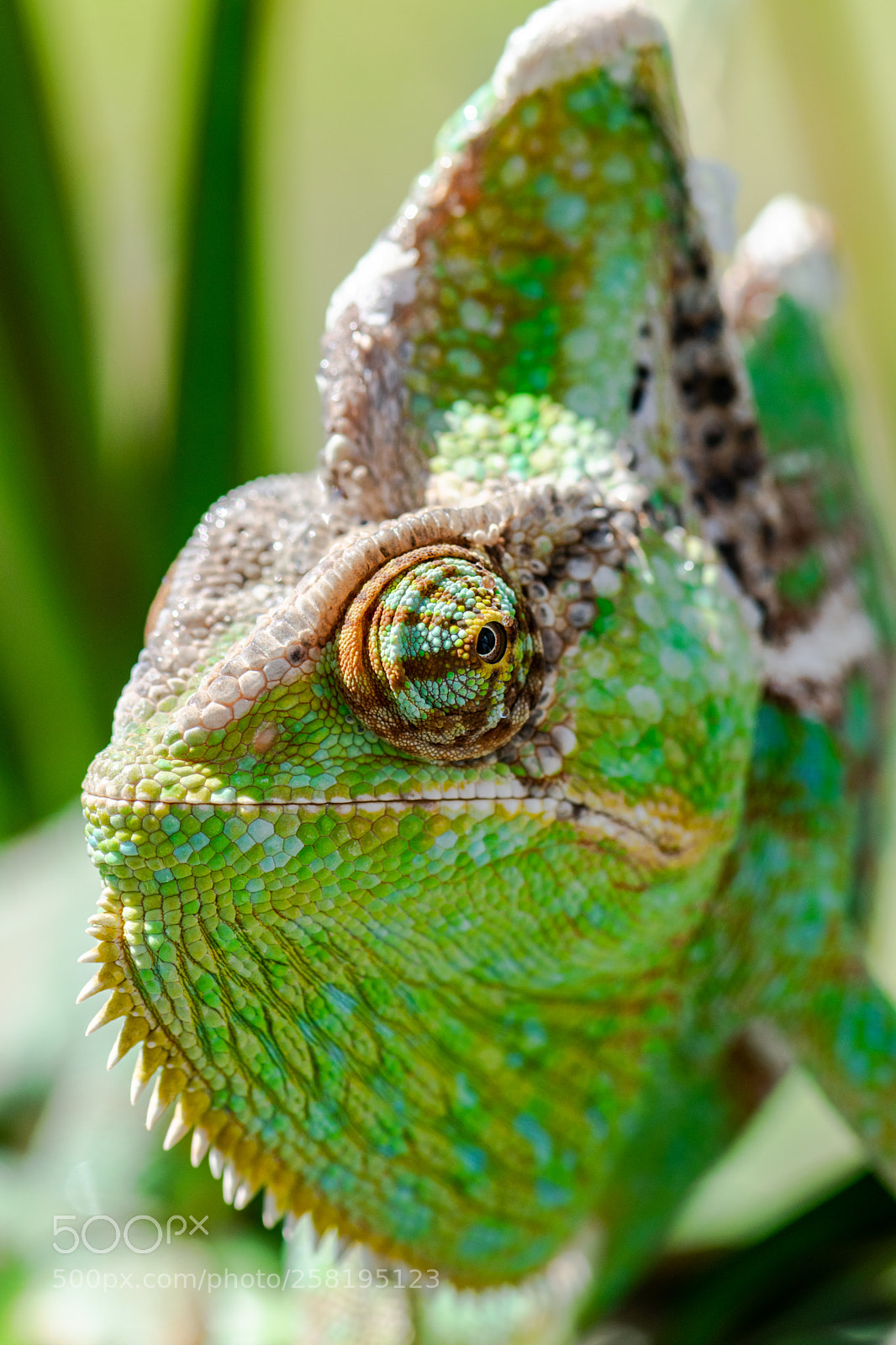 Nikon D3300 sample photo. Chameleon photography