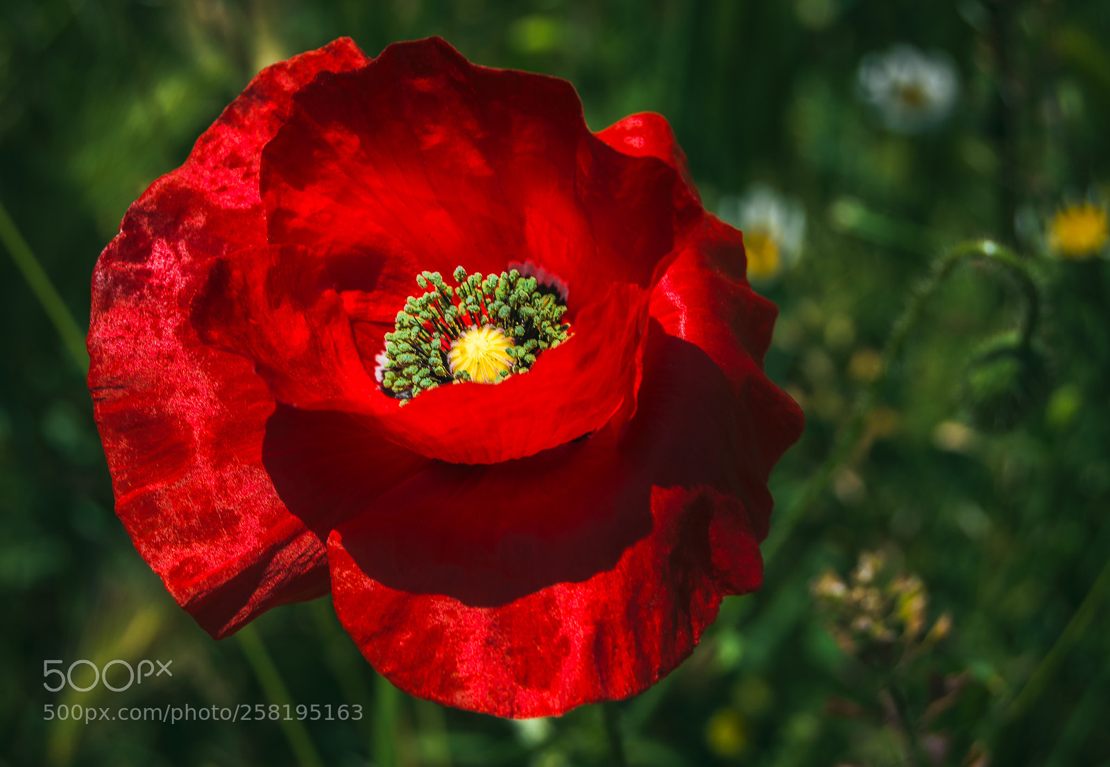 Nikon D3200 sample photo. Poppy close-up photography