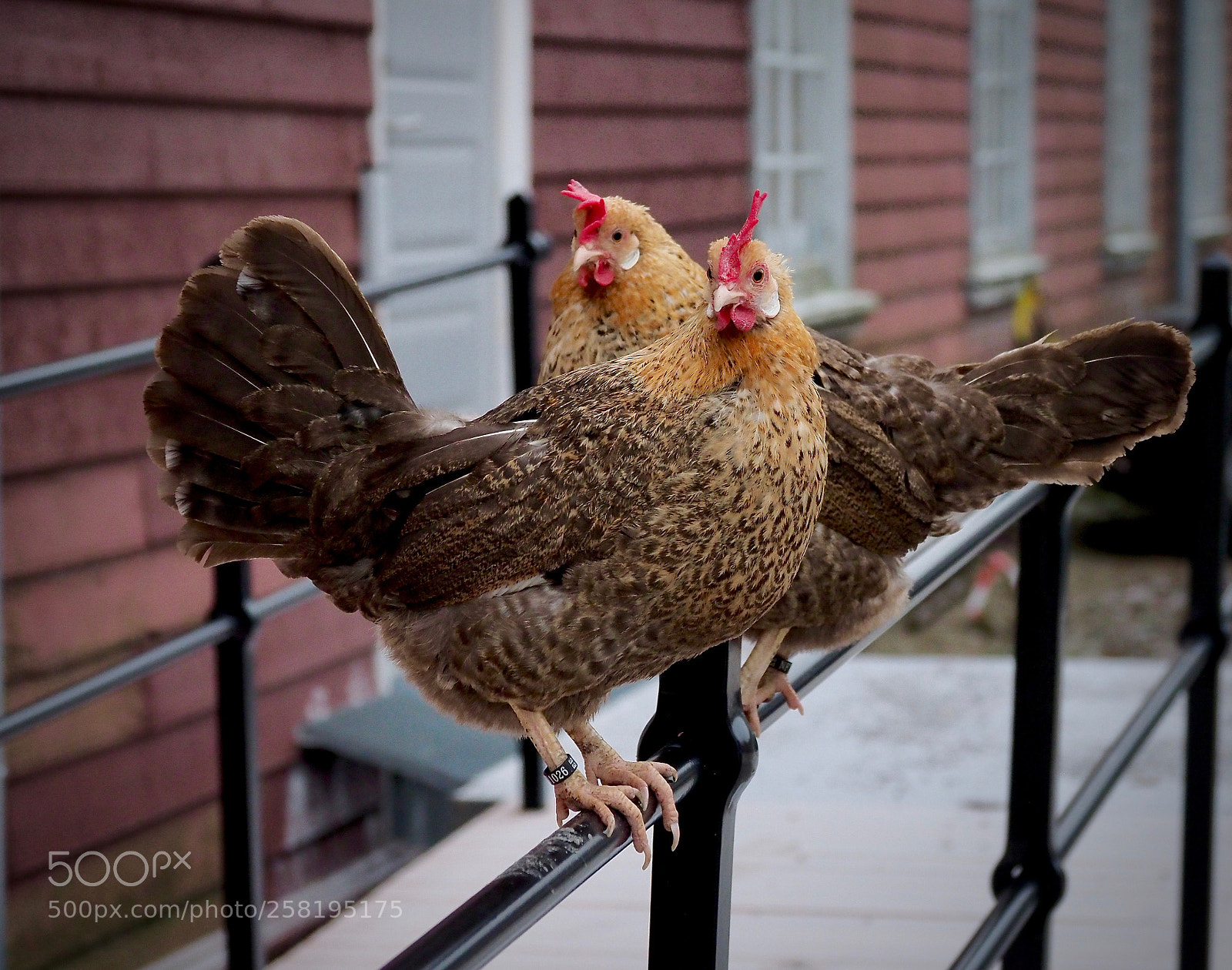 Olympus OM-D E-M1 Mark II sample photo. Oh,  se that rooster! photography