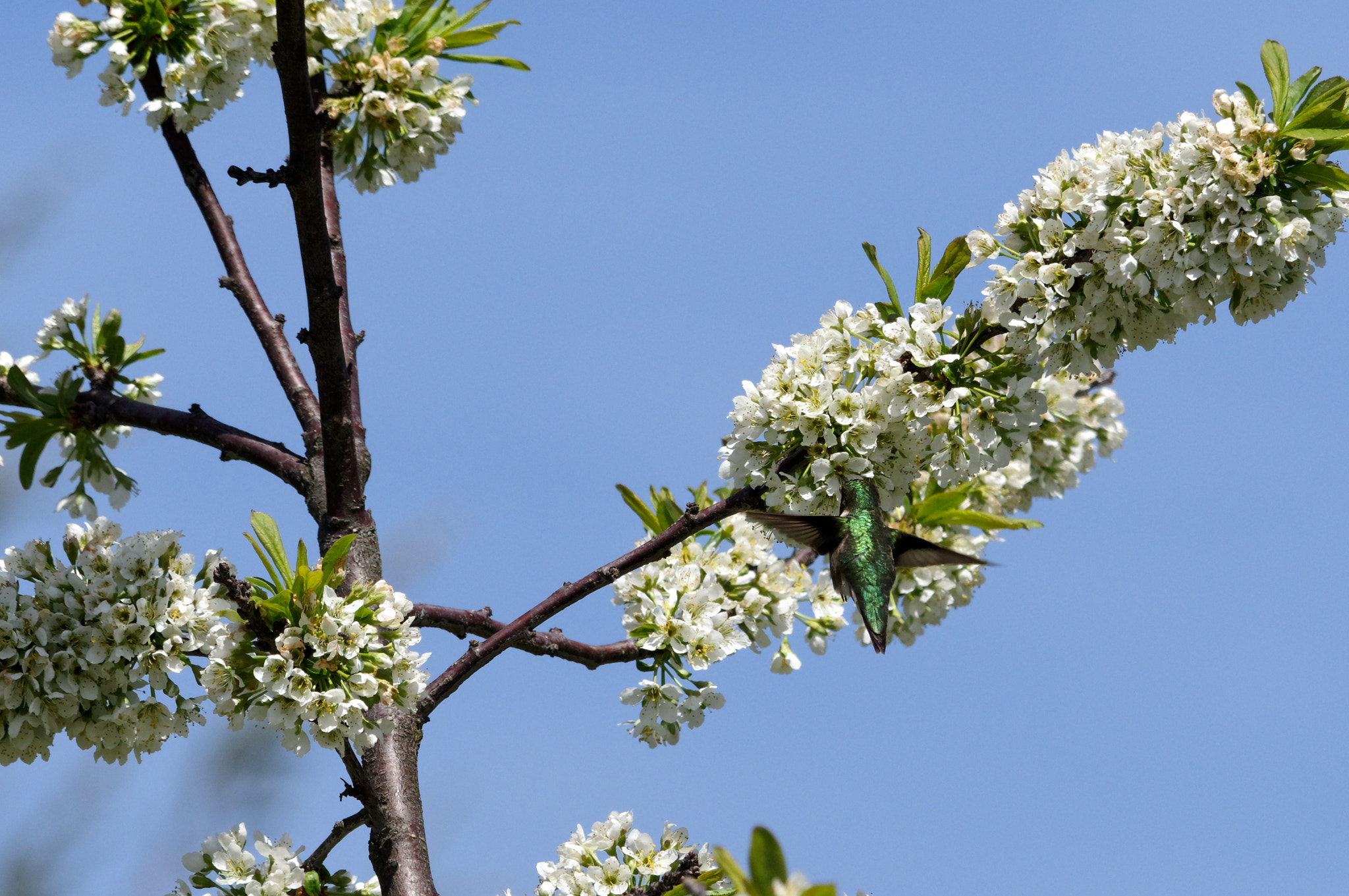 Sigma 120-400mm F4.5-5.6 DG OS HSM sample photo. Feeding at the plum tree photography