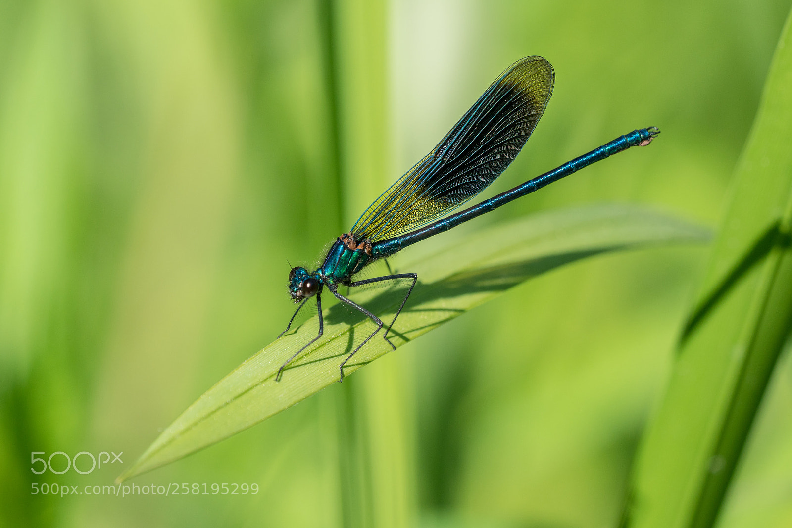 Sony a7R II sample photo. Calopteryx splendens photography