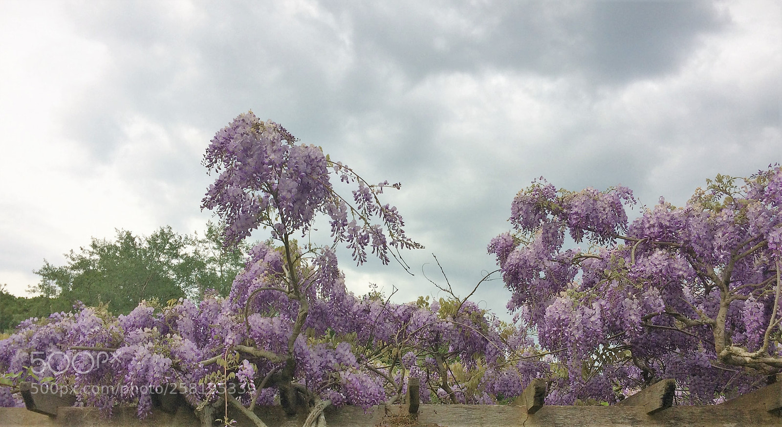 Apple iPhone 5s sample photo. Wisteria in springtime 1 photography