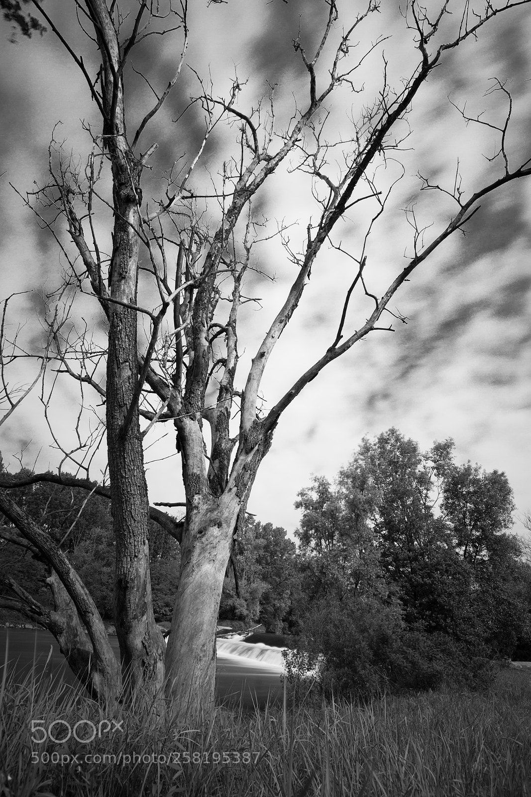 Canon EOS 7D sample photo. Tree photography