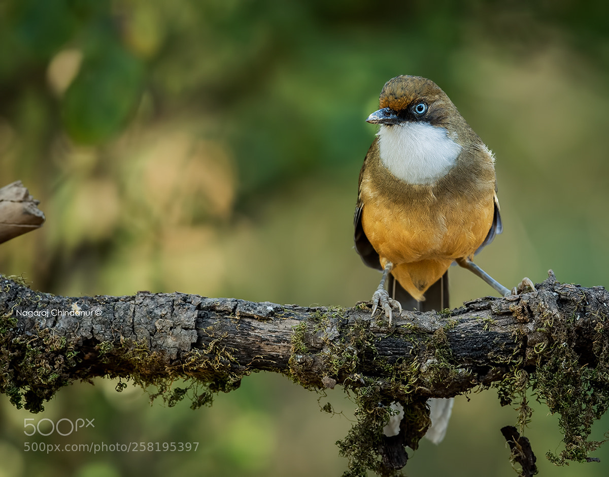 Nikon D5 sample photo. White throated laughingthrush photography