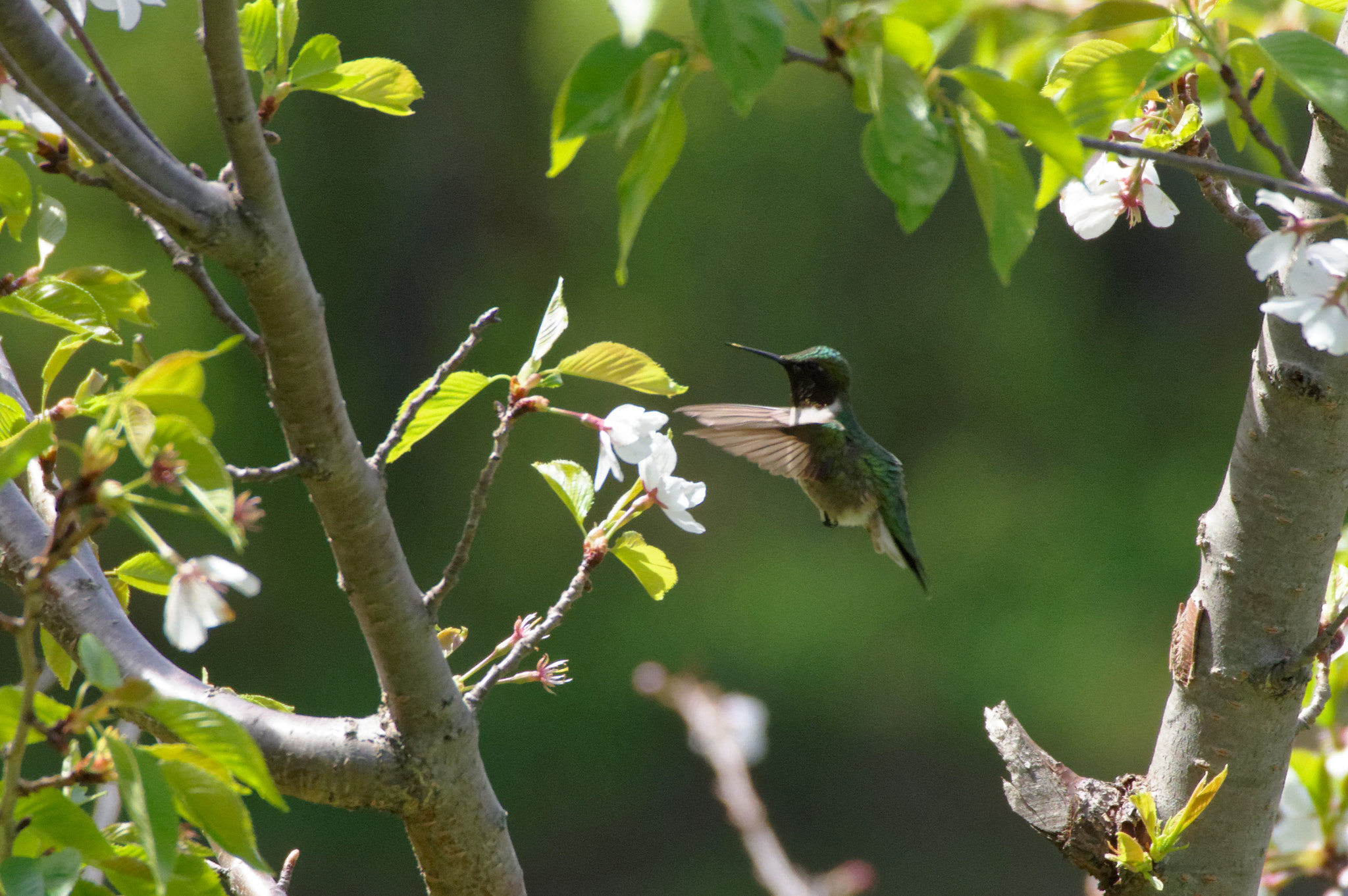 Pentax KP sample photo. Golden pollen beak photography