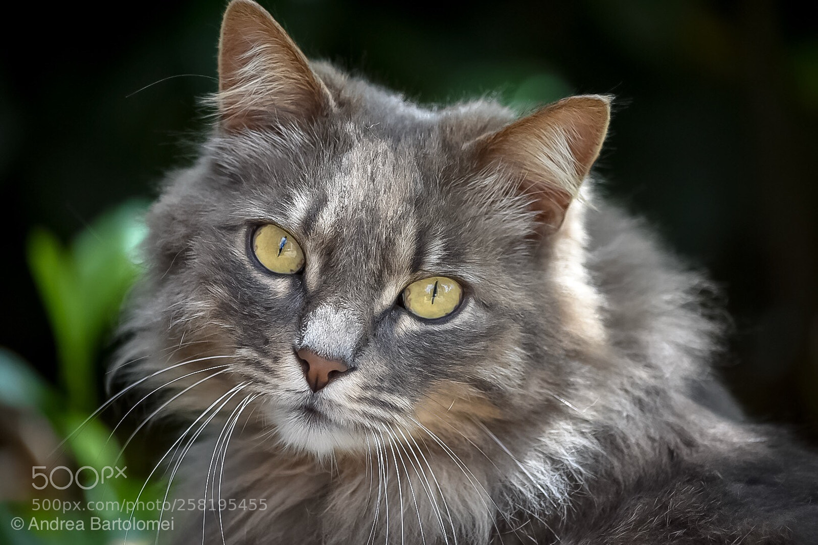 Nikon D7200 sample photo. Looking cat photography