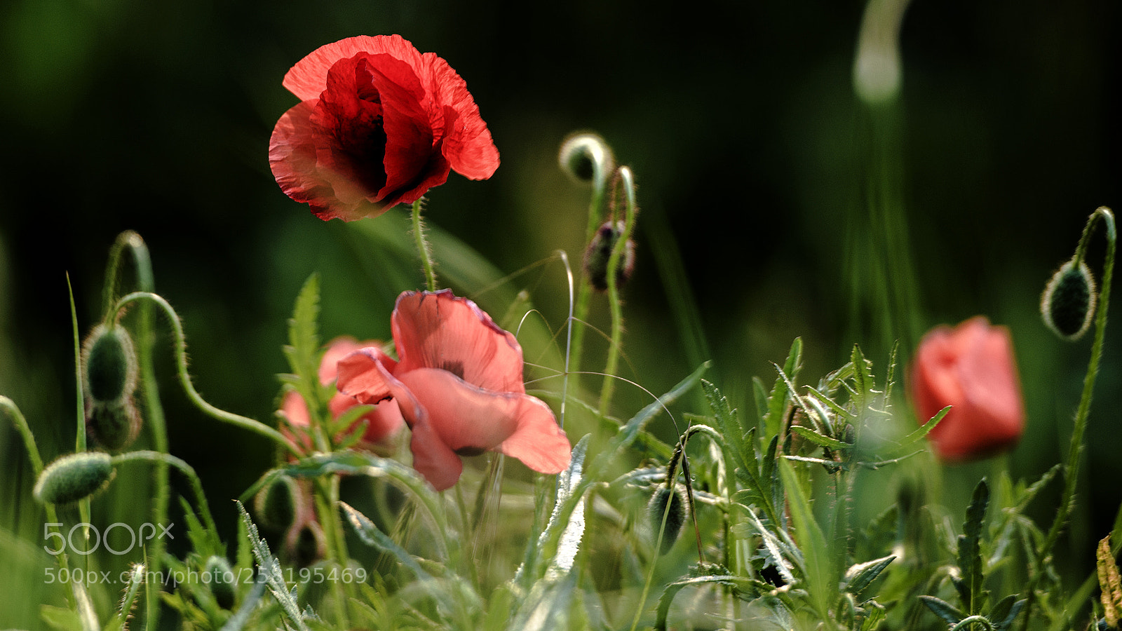 Nikon D800 sample photo. Papaver photography