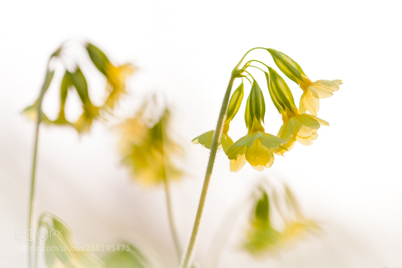 Canon EOS 5D Mark II sample photo. Oxlip photography