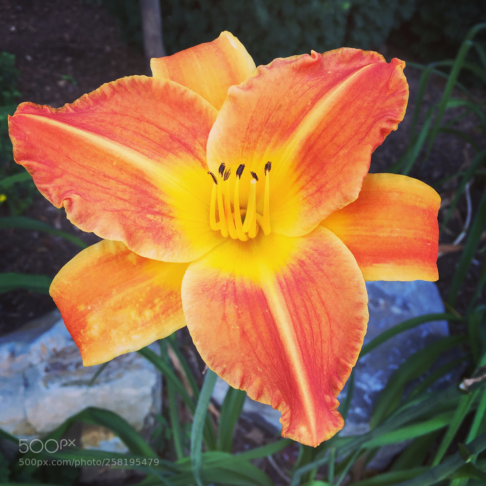 Apple iPhone 6 Plus sample photo. Lily flower photography