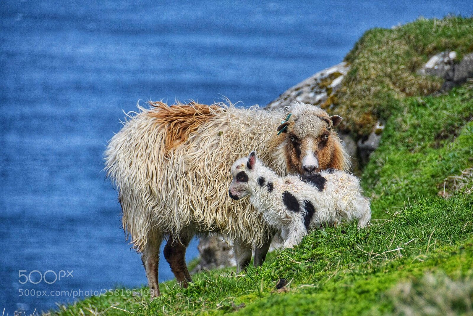 Nikon D5600 sample photo. Faroe islands sheep photography