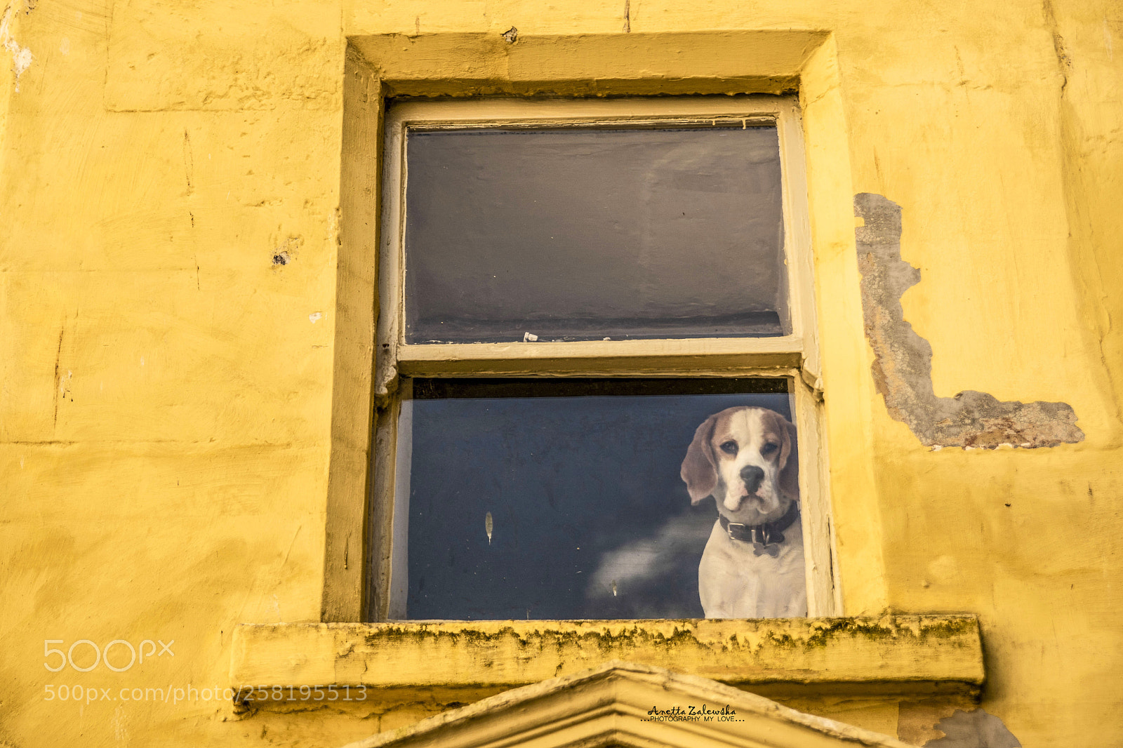 Nikon D3300 sample photo. Dog in the window. photography