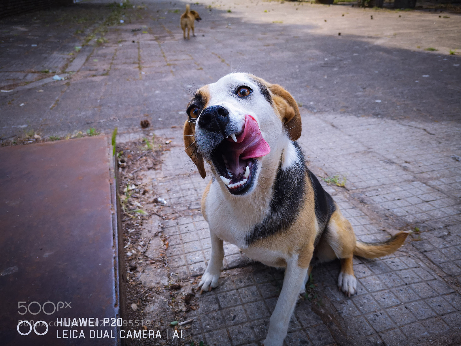 HUAWEI P20 sample photo. Gimme something to eat :) photography