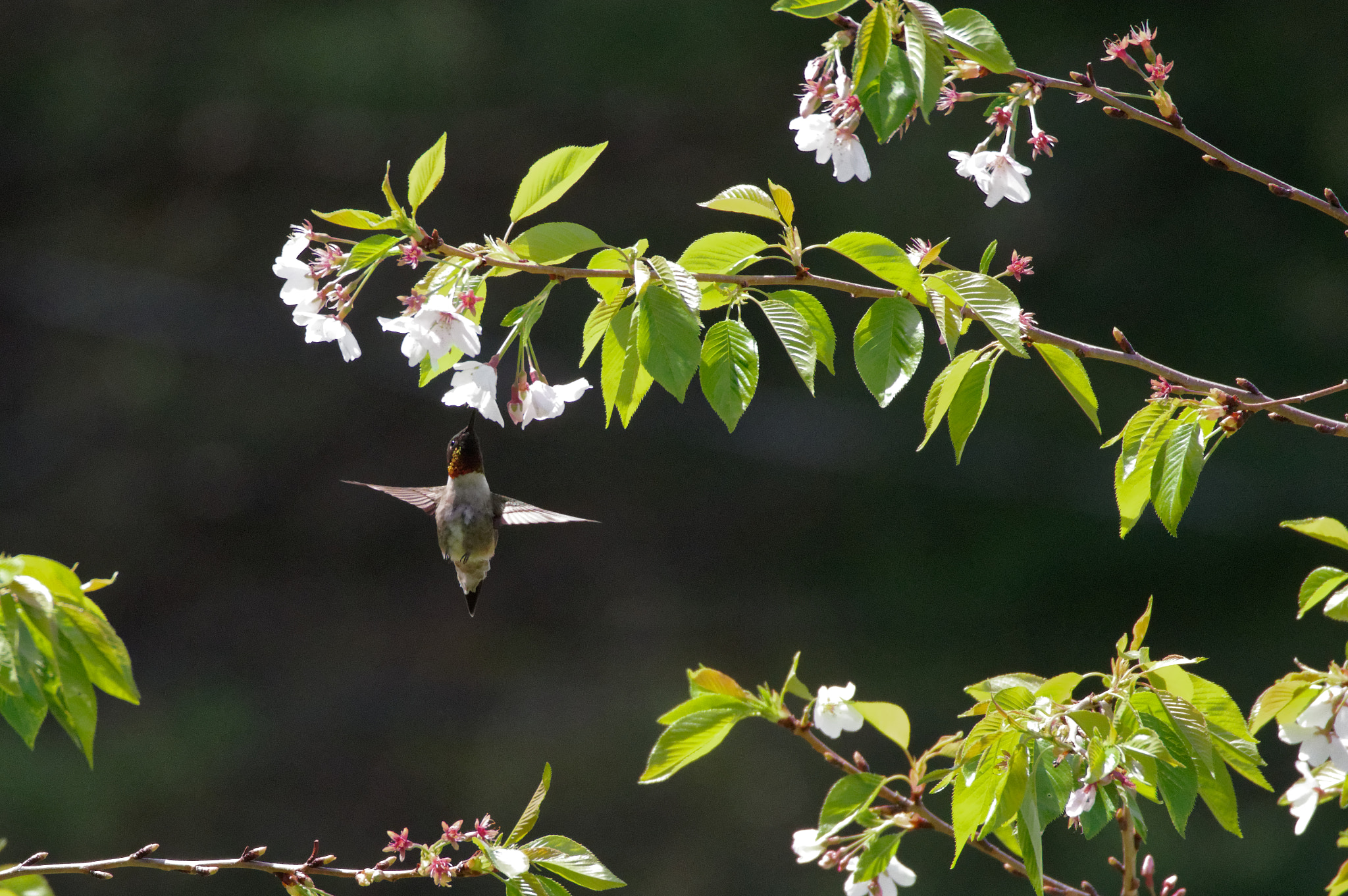 Pentax KP sample photo. Hover for lunch photography
