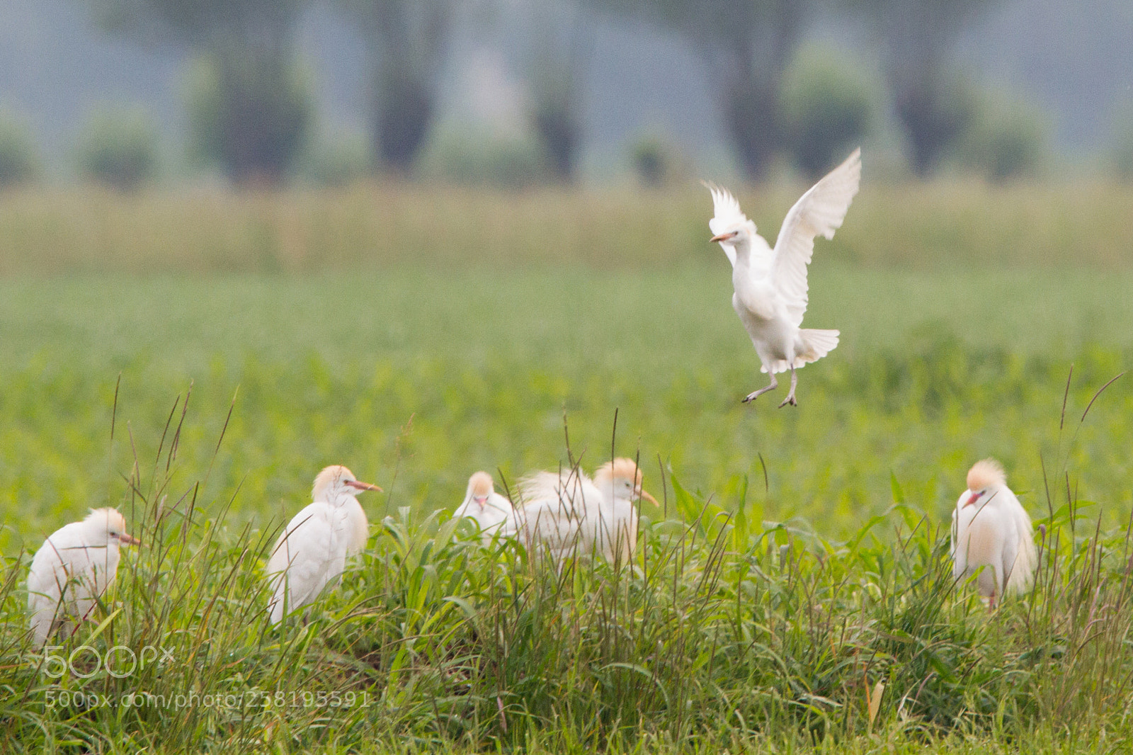 Canon EOS 7D sample photo. Aironi guardabuoi photography
