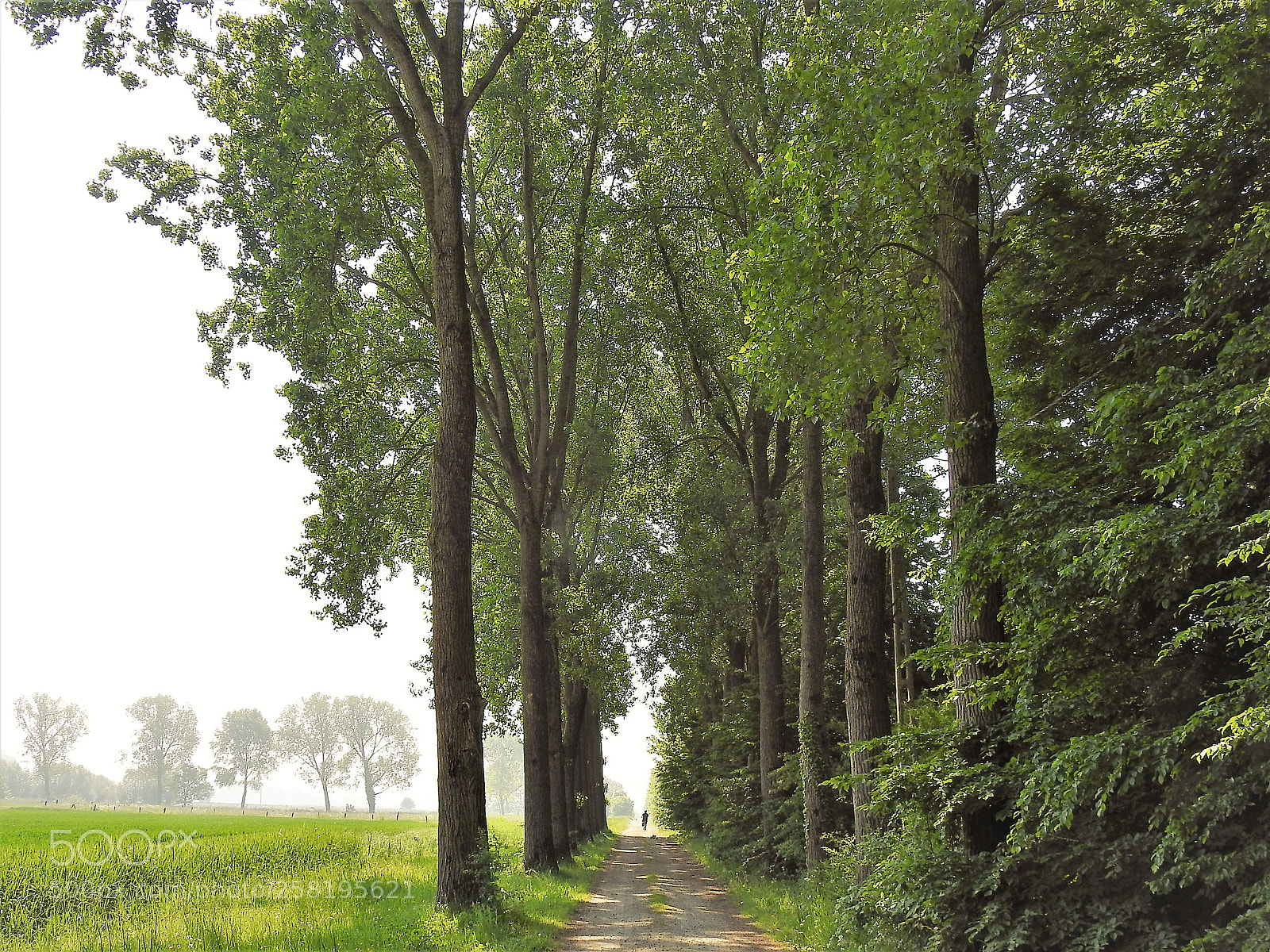 Nikon Coolpix P900 sample photo. Dreef van aa photography