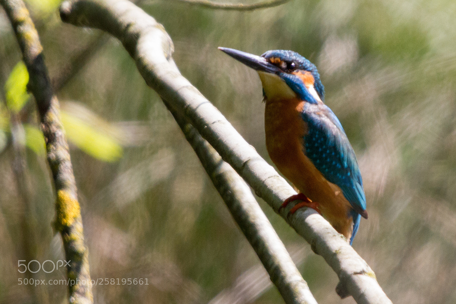 Canon EOS 7D sample photo. Martin pescatore photography