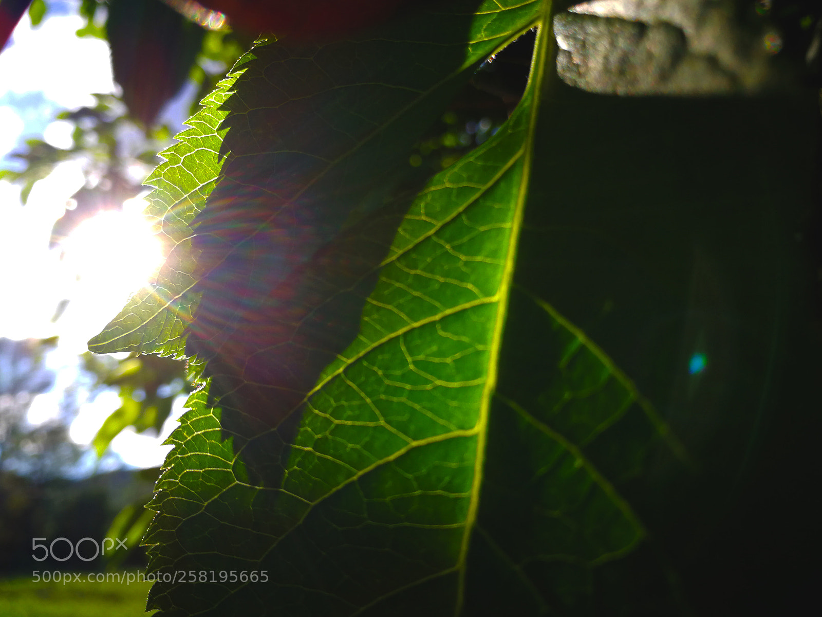 HUAWEI P10 sample photo. Leaf photography