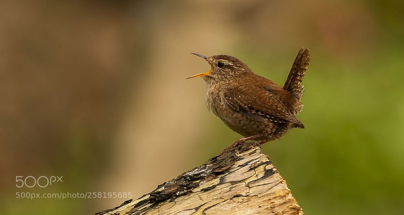 Canon EOS 70D sample photo. Wren photography