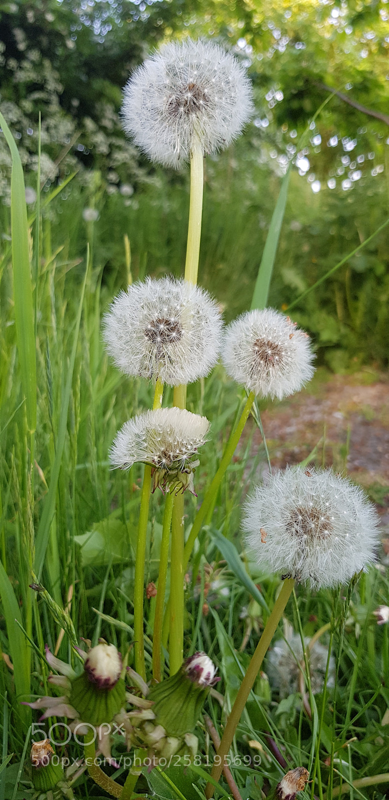 Samsung Galaxy S8 sample photo. Bestdandelionshot photography