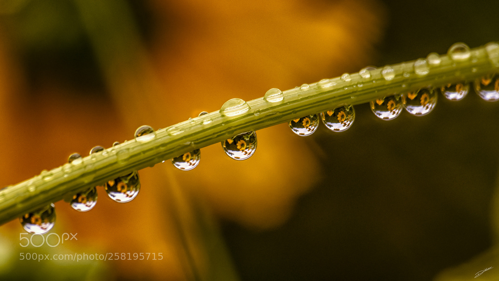 Nikon D5500 sample photo. *** reflet d'une pluie *** photography