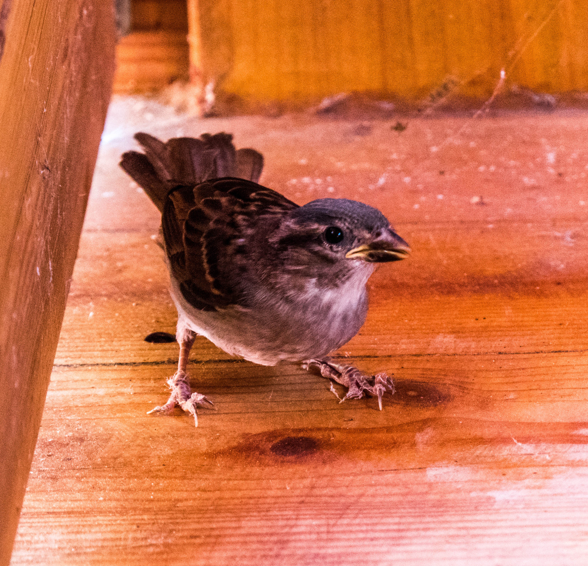 Panasonic Lumix DC-GX9 sample photo. P photography